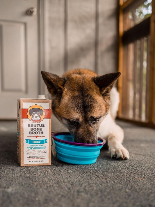 dog drinking out of bowl next to a box of brutus bone broth