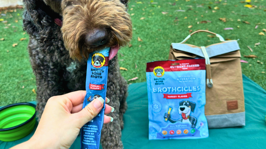 The Summer Combo For Your Dog You Didn’t Know You Needed