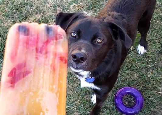 Dog looking up at Rocky's brothsicles
