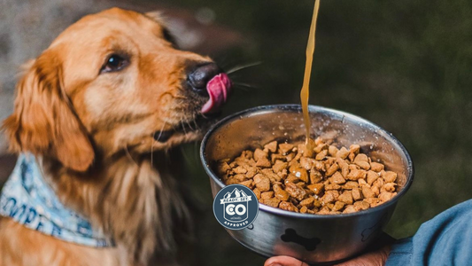 golden retriever licking their lips while watcing bone broth being poured over a bowl of food