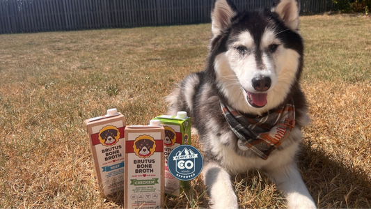 husky laying down next to three cartons of brutus bone broth