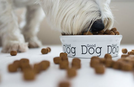White dog eating kibble from a bowl
