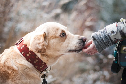 Light colored dog eating a treat out of a person's hand