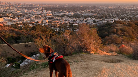 Dog on rock overlooking Los Angeles