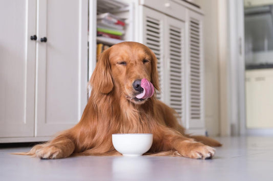 Golden retriever licking lips