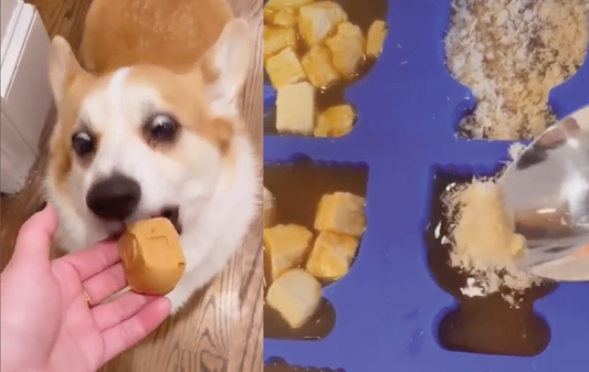 Dog eating a Chanukah treat