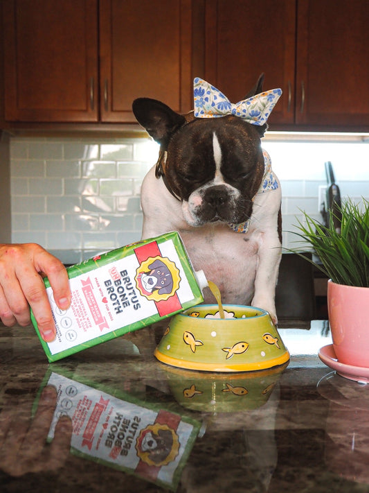 frenchie standing over a dog bowl watching bone broth being poured into the bowl