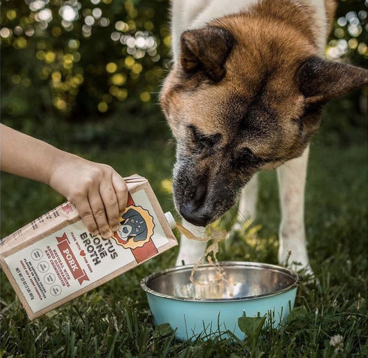 dog licking Pork Brutus Bone Broth as it's being poured into a bowl