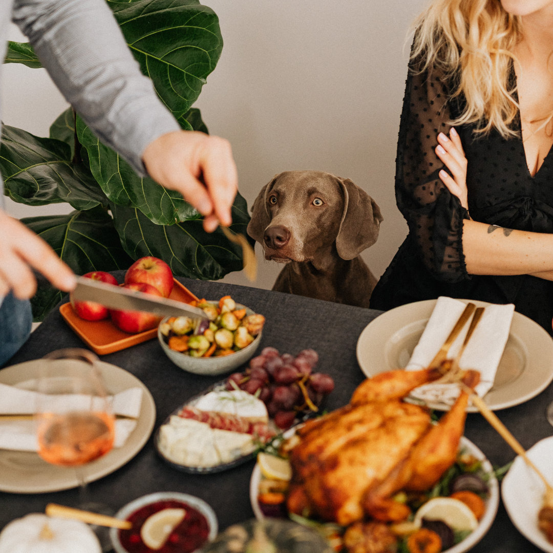 dog staring at dinner table with thanksgiving food