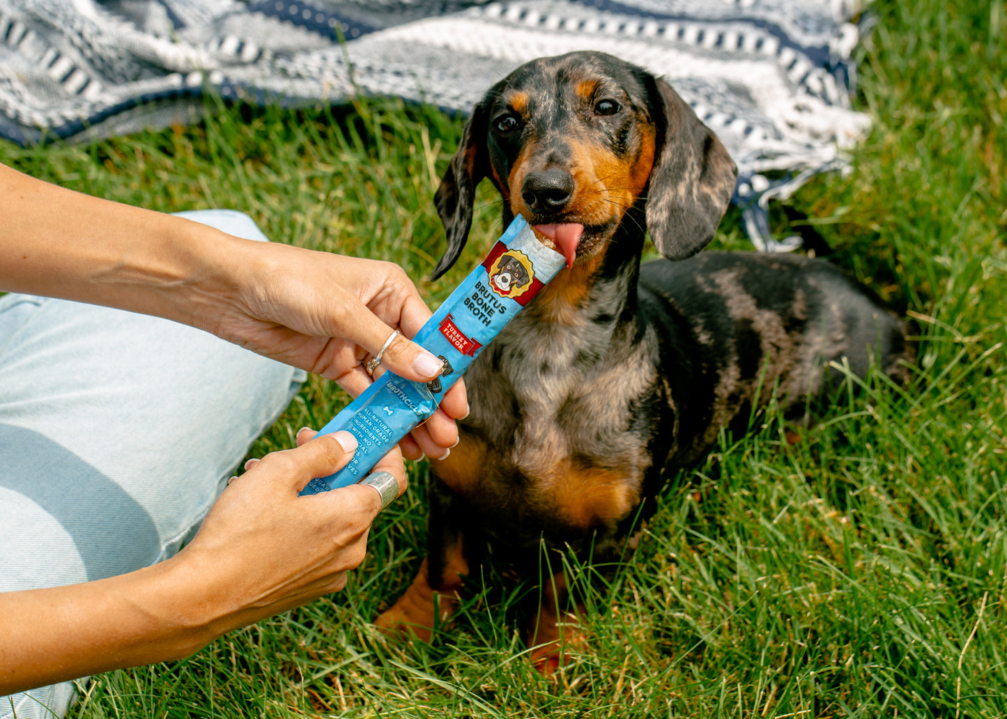 Black and brown daschund licking a Brutus Bone Broth Brothcicle on the grass