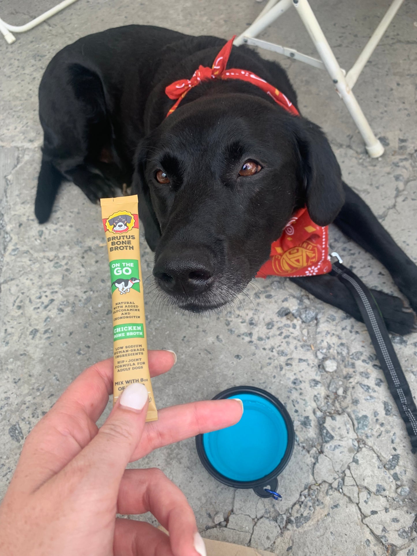 Black dog sniffing a stick of Chicken Instant Bone Broth