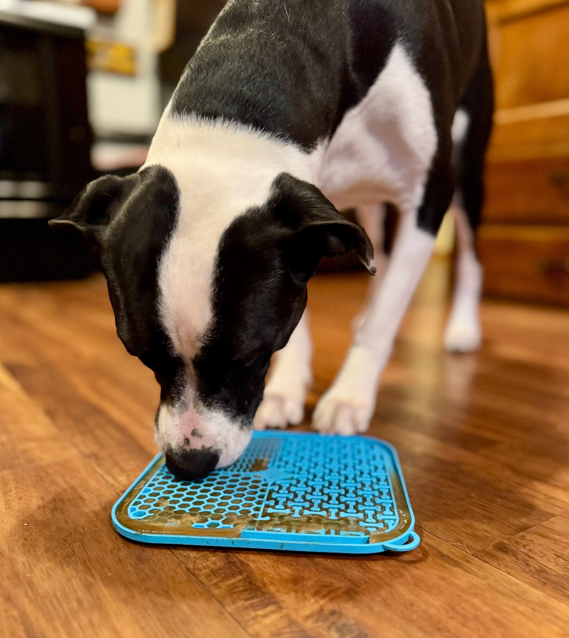 Dog licking from blue lick mat