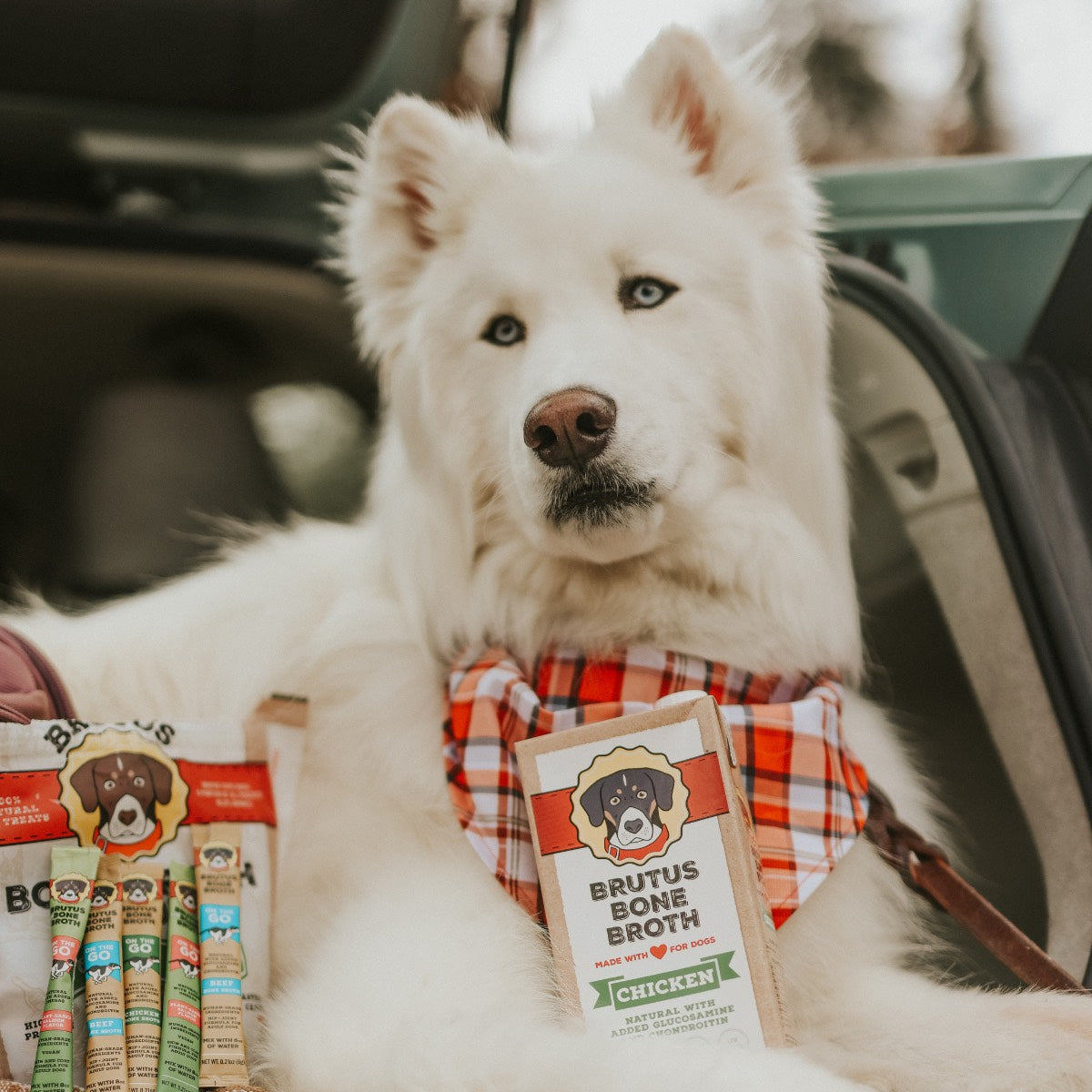 White dog with a box of Chicken Brutus Broth, a bag of biscuits, and assorted Brutus on the Go sticks in front of it
