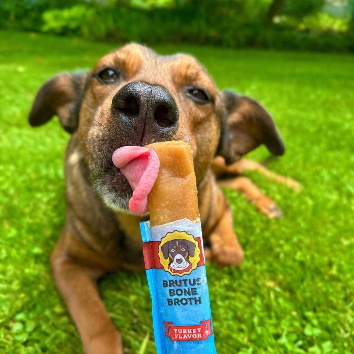 Brown dog licking a Brutus Bone Broth Brothcicle on the grass