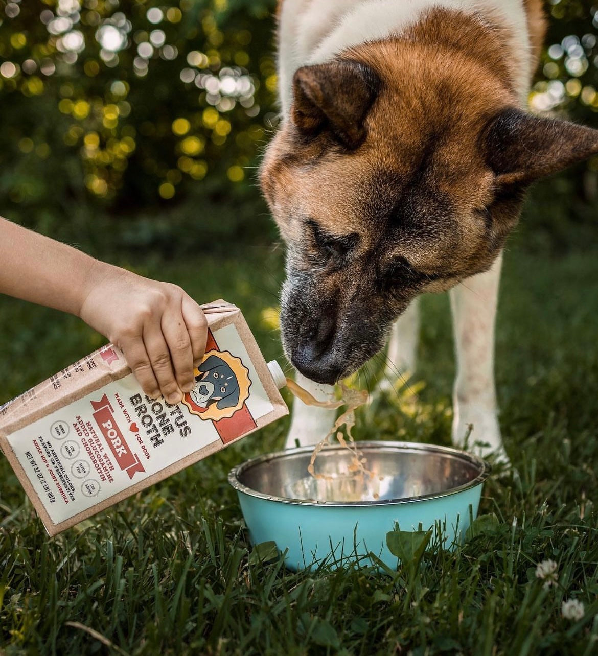 Hand pouring Pork Bone Broth into a bowl with a brown dog licking the broth