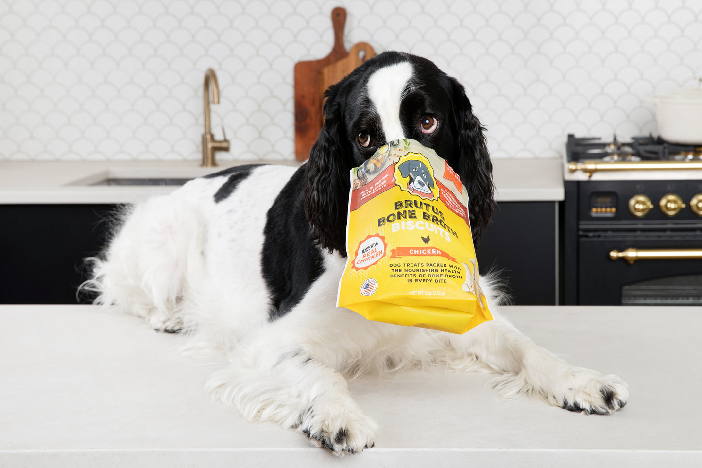 A black and white dog is eating brutus bone broth biscuits straight out of the bag