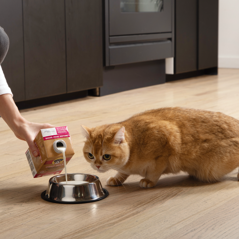 An orange cat watches a human pour Brutus Bone Broth Goat Milk into a bowl
