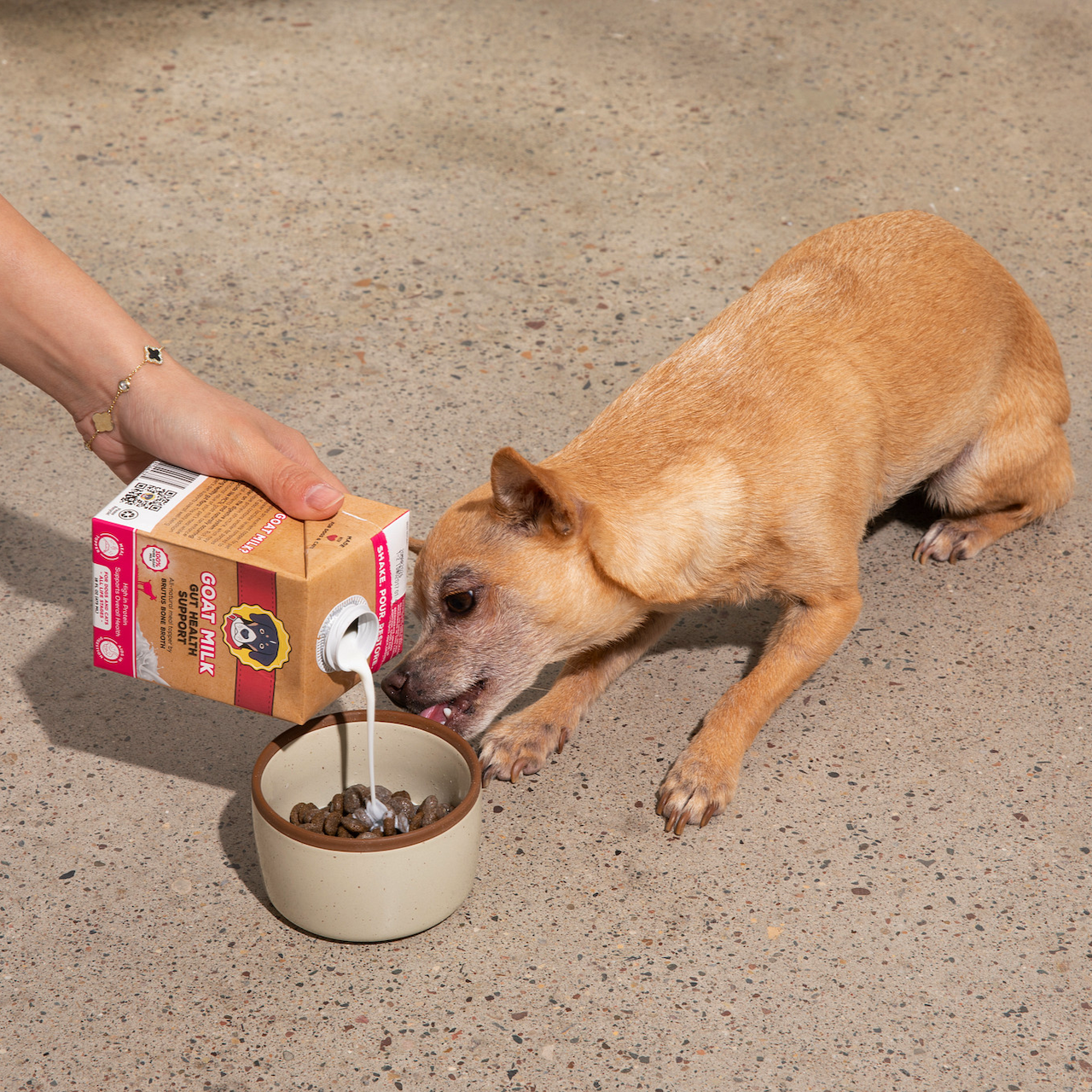 A small tan dog licks Brutus Broth Goat Milk as a human pours it into his dog food bowl
