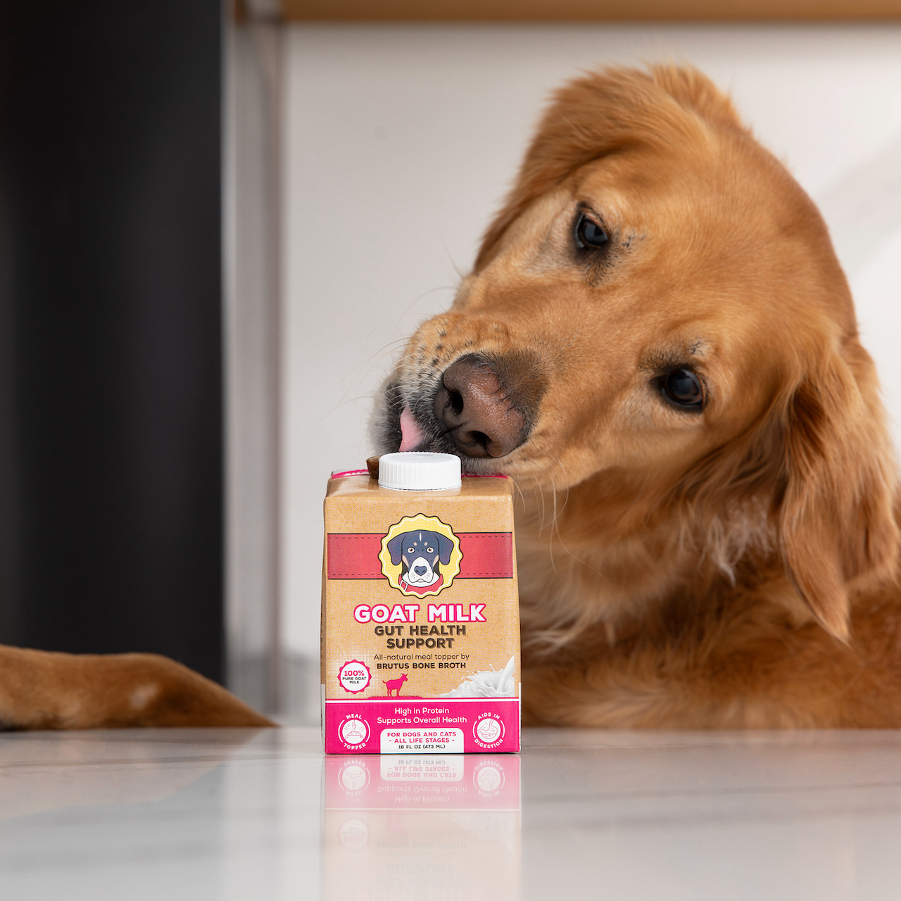 A Golden Retriever dog licks the carton of Brutus Broth Goat Milk