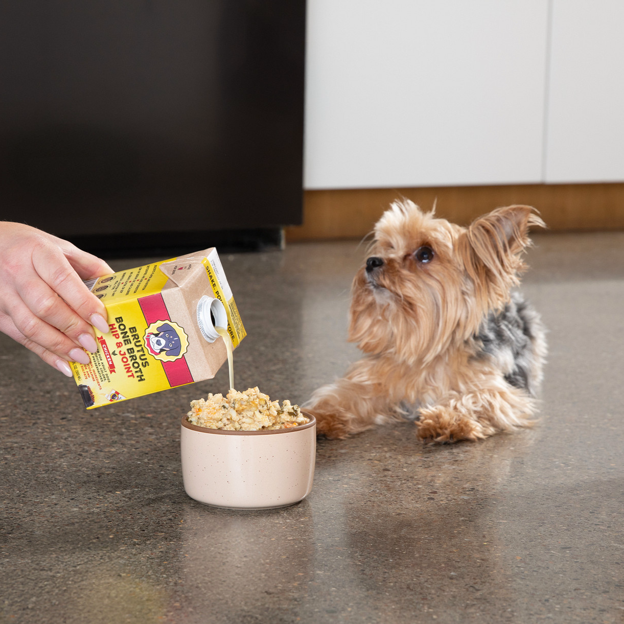 A Yorki Dog waits eagerly as a human pours Brutus Bone Broth Hip & Joint Chicken over kibble in a bowl.