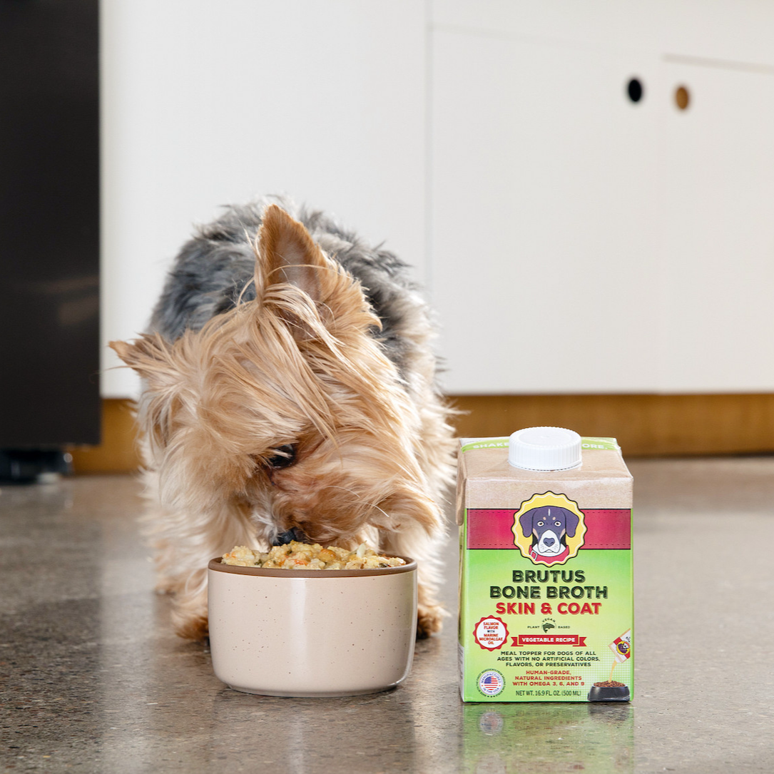 A Yorkie dog eats from a dog food bowl with Brutus Bone Broth Skin and Coat vegetable recipe