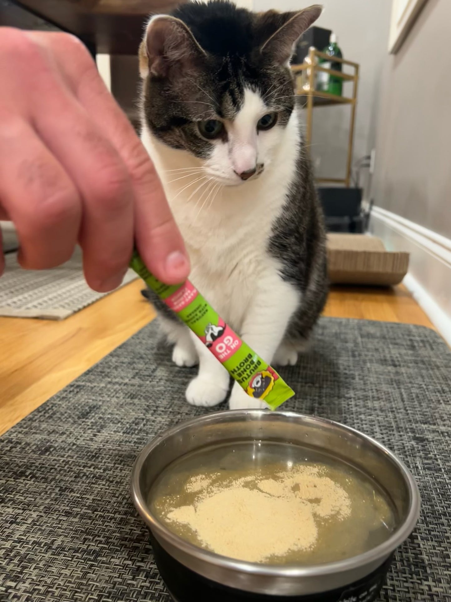 Cat sitting by a bowl with a hand pouring a Vegetable Brutus on the Go stick into the bowl