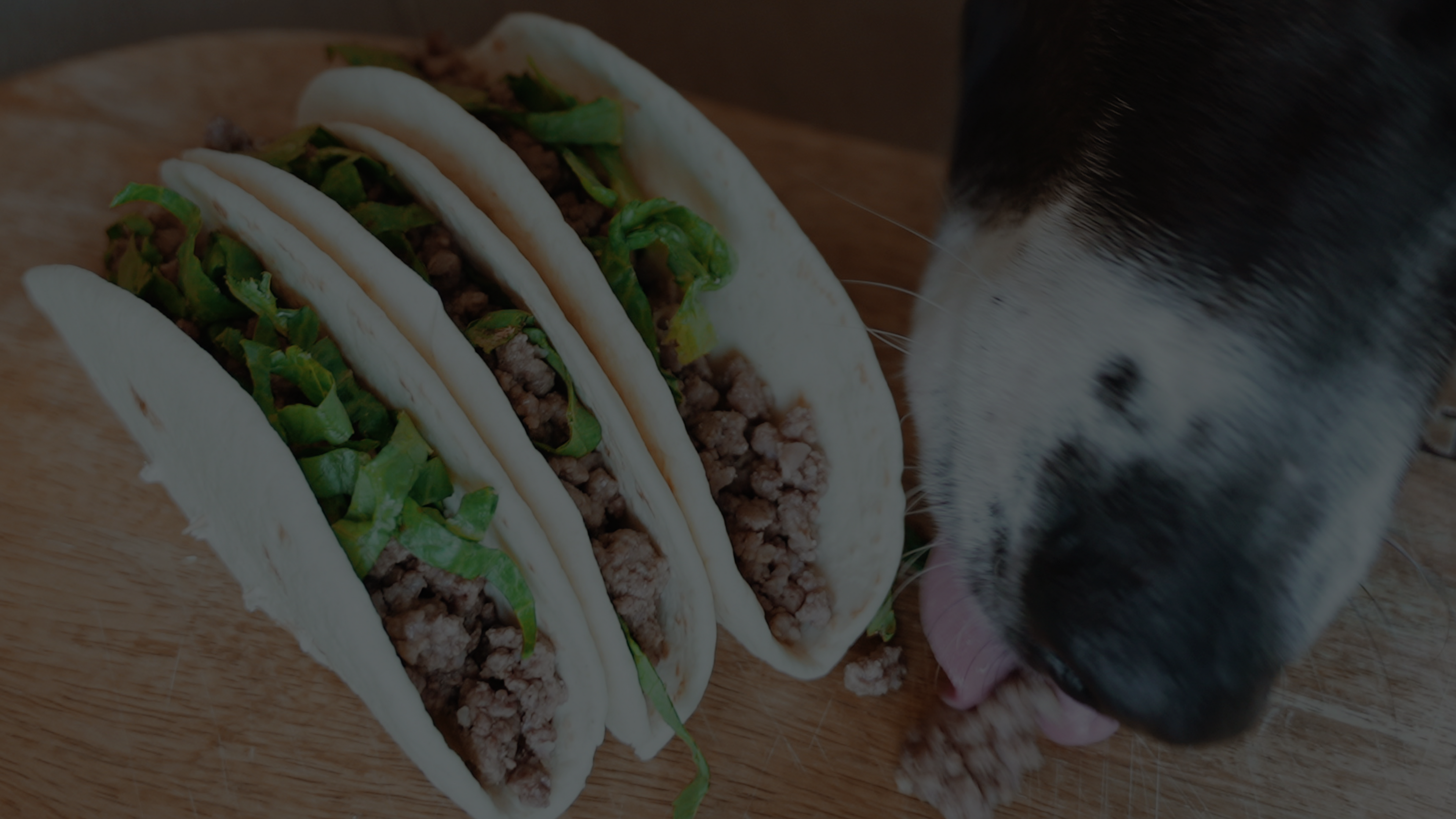 3 Tacos with a dog licking next to them