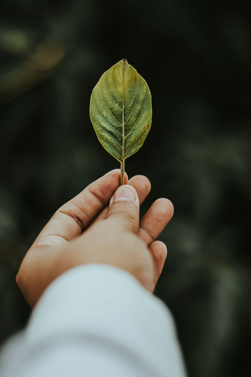 Hand holding a leaf