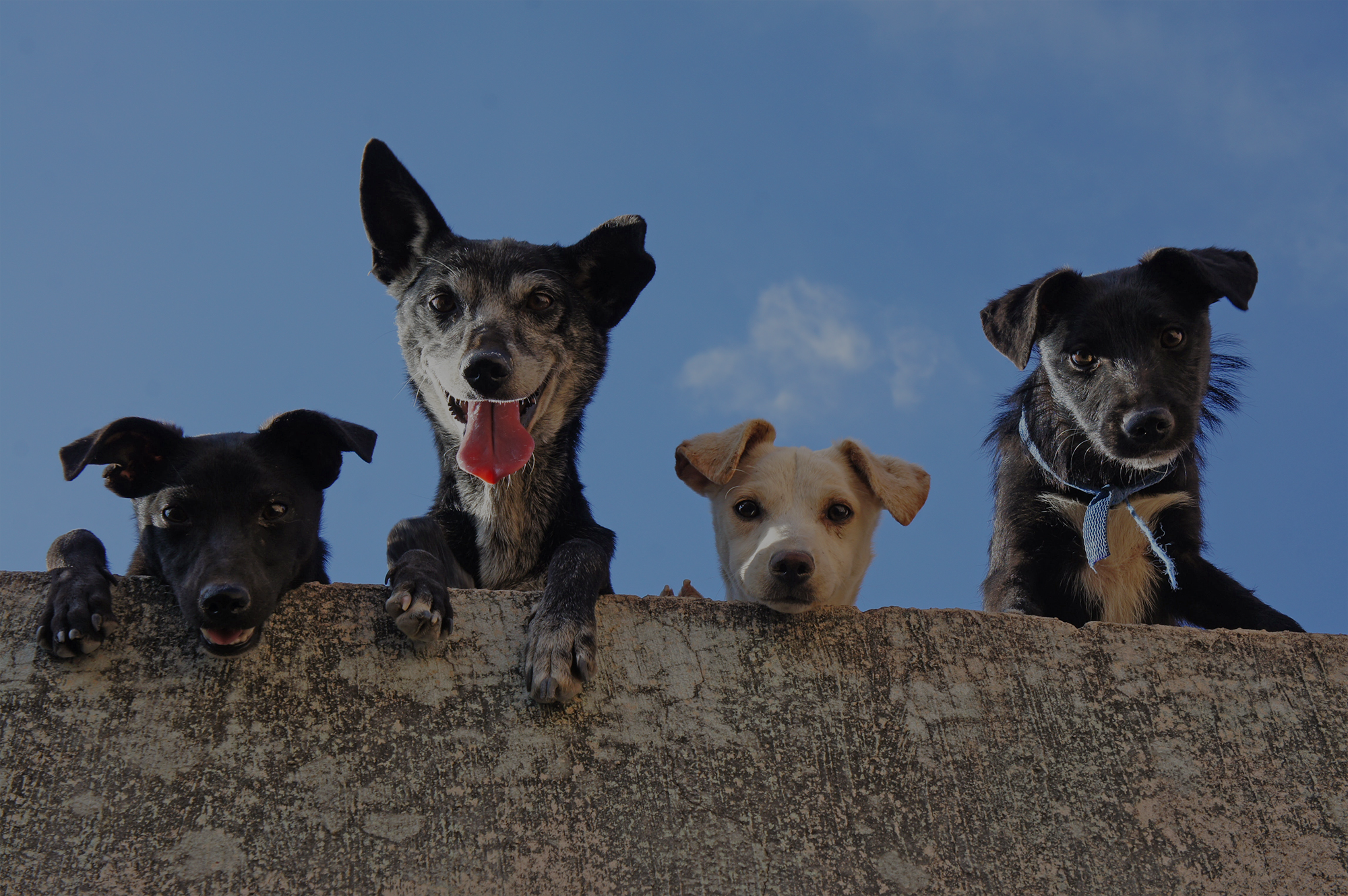 4 dogs peeking their heads above a wall