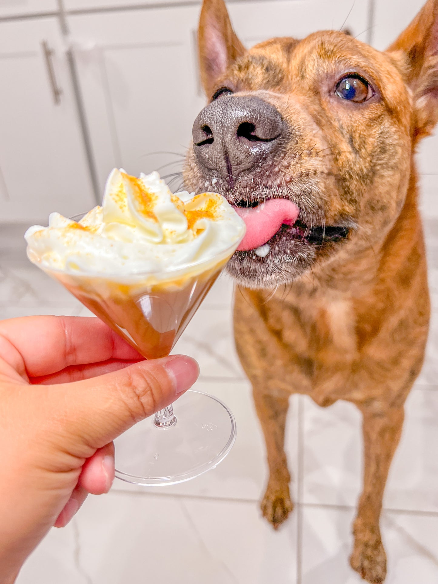 Brown dog licking a small martini glass with a bone broth mixture and whipped cream on top