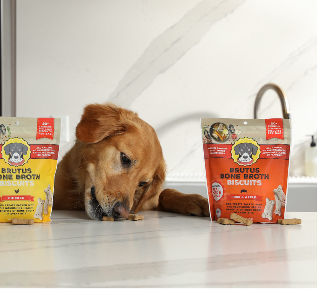 A Golden Retriever dog is eating Brutus Bone Broth Biscuits dog treats