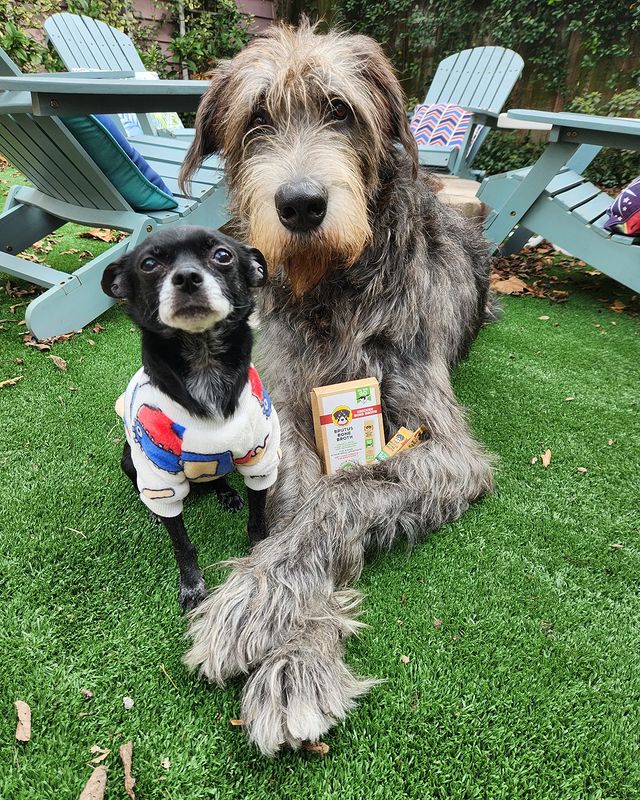 Large and mall dog sitting side by side with a box of Chicken Instant Bone Broth 5-Pack