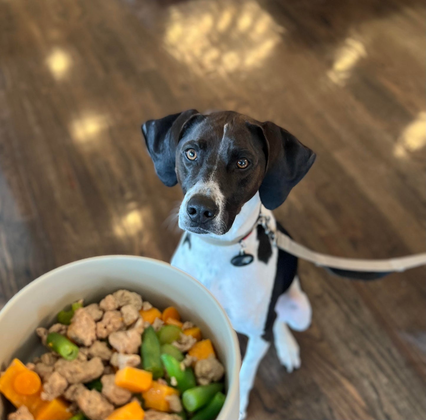 Black and white dog sitting looking at a bowl of meat and veggies