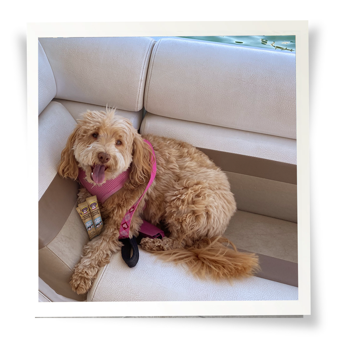 Dog on a boat with Beef Instant Brutus Bone Broth Sticks under its paw
