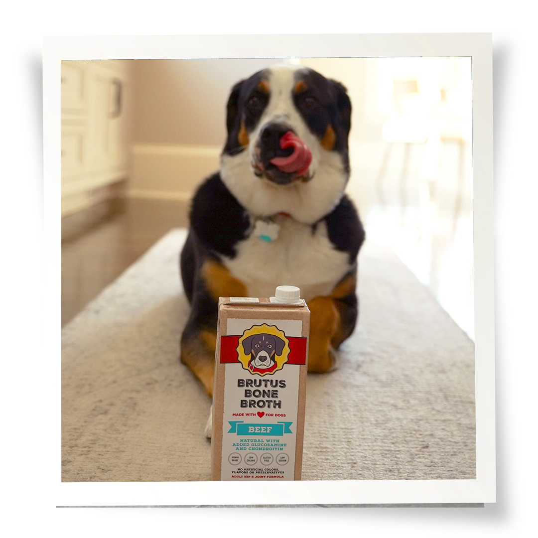 Brutus Bone Broth Beef Flavor Box in front of black, brown, and white dog