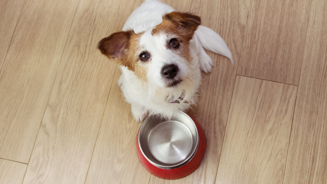 A Jack Russell terrier looks up expectantly beside an empty red food bowl.