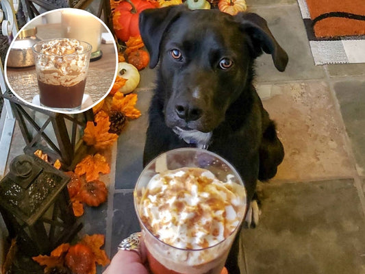 Black dog sitting and looking up at a whipped cream-topped mocha latte in a clear glass with autumn decorations on a tiled floor