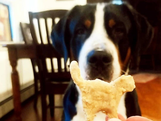 Tricolor dog focused behind a hand holding a dog-shaped cookie
