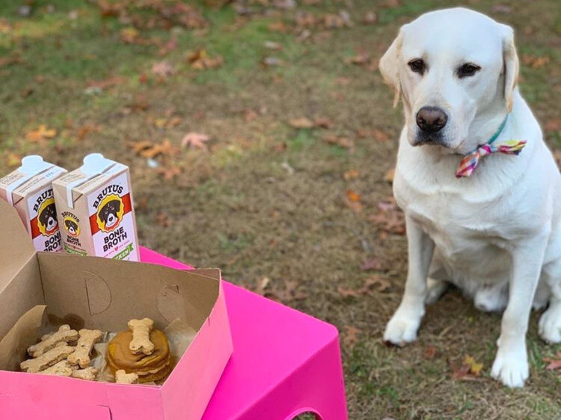 White Labrador sitting on grass looking at a box of pumpkin pupcakes and bone biscuits on a pink table with Brutus Bone Broth cartons