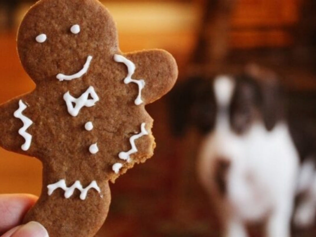 Gingerbread cookie with a bite taken, held in the foreground with a blurred dog waiting in the background