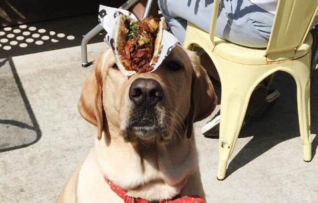 Yellow Labrador balancing a taco on its nose while sitting outdoors at a cafe