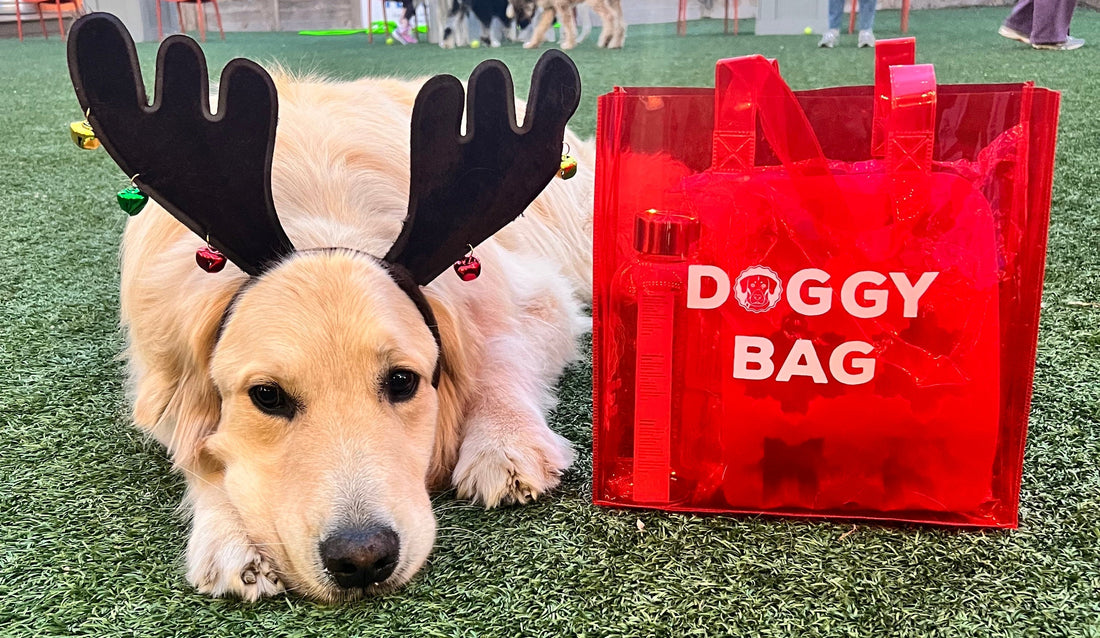 Golden retriever wearing reindeer antlers lying on artificial turf next to a transparent red tote labeled DOGGY BAG