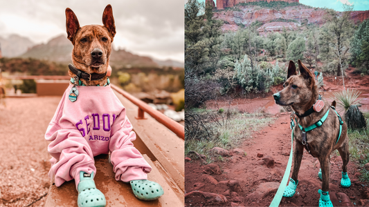 Dog sitting on a railing in a pink sweater reading SEDONA ARIZONA and teal booties; same dog standing on a red‑rock hiking trail in a teal harness and booties