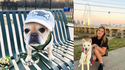 French bulldog in white cap reading 'BRUTUS BONE BROTH' on a bench; woman with white dog by Dallas bridge at sunset