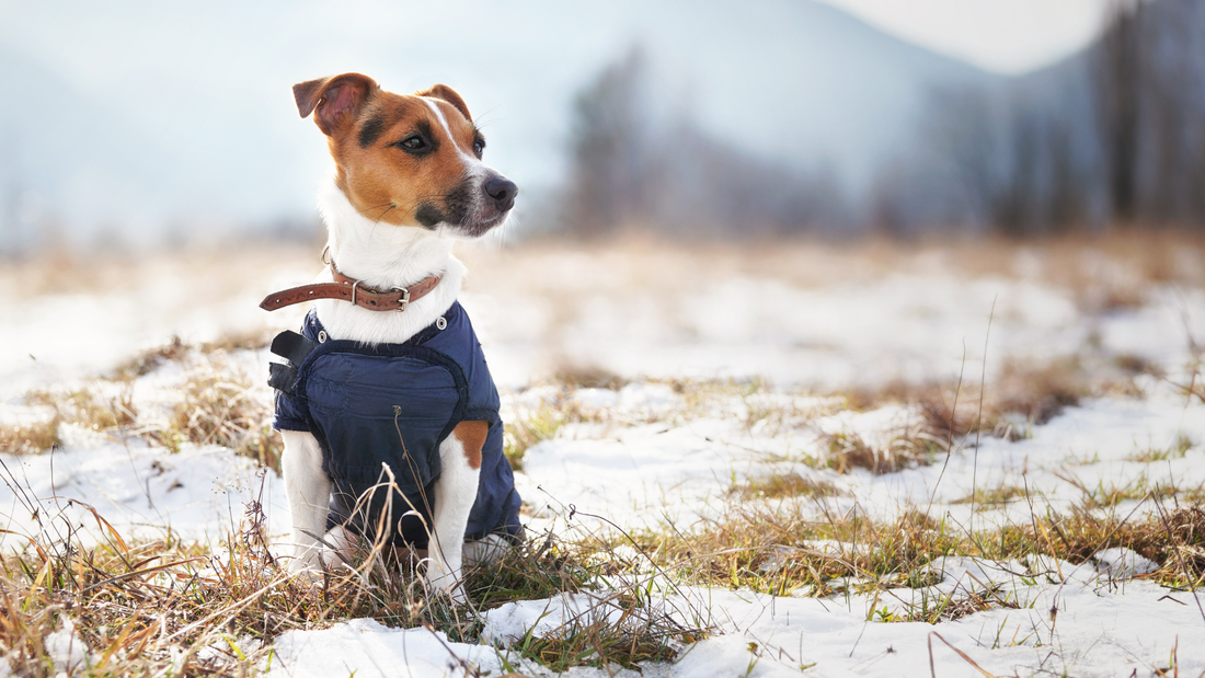 Small brown-and-white dog wearing a navy winter coat sitting in a snow-dusted grassy field, looking to the right