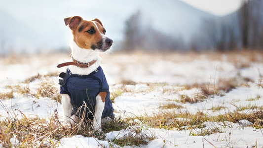 Small brown-and-white dog wearing a navy winter coat sitting in a snow-dusted grassy field, looking to the right