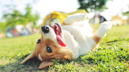 Pembroke Welsh Corgi lying on its back in green grass, tongue out and mouth open, playful expression