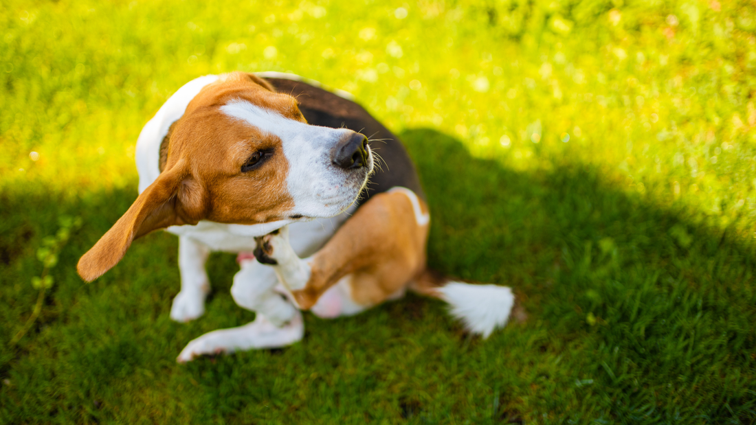 beagle sitting in grass and scratching itself with their back leg