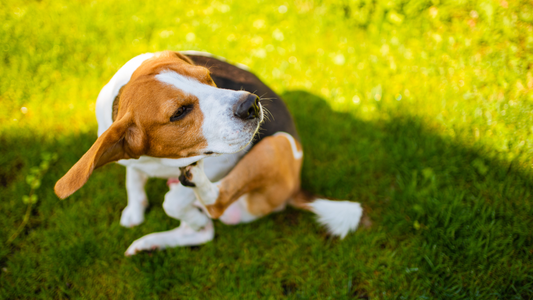 beagle sitting in grass and scratching itself with their back leg