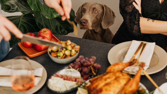Can My Dog Join Thanksgiving Dinner? The Real Scoop on Turkey, Sides, and Safe Treats.